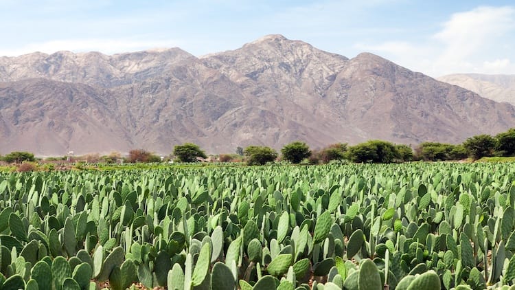 Nopal cactus growing in a field